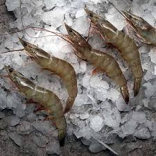 تصویر 1 از میگو مطاف صادراتی با تضمین کیفیت